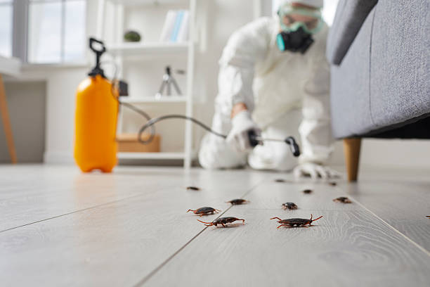 Commercial Kitchen Cockroach Control in Hansen